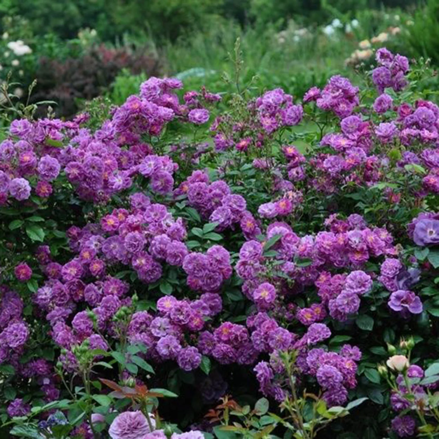 Purple Skyliner plikomis šaknimis