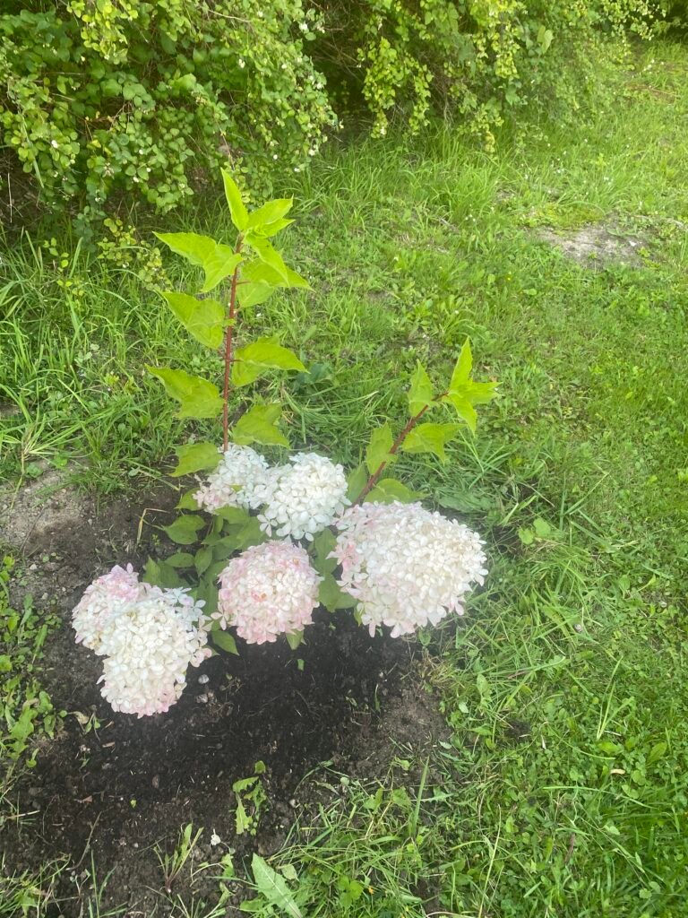 Image #1 from Palmira Ivanauskienė