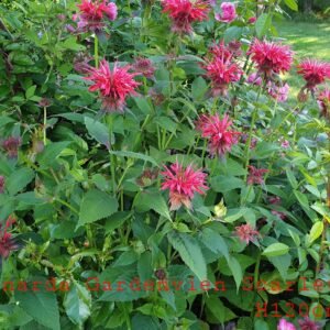 Monarda