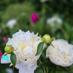 Bijūnas Nr 88 DUCHESSE DE NEMOURS