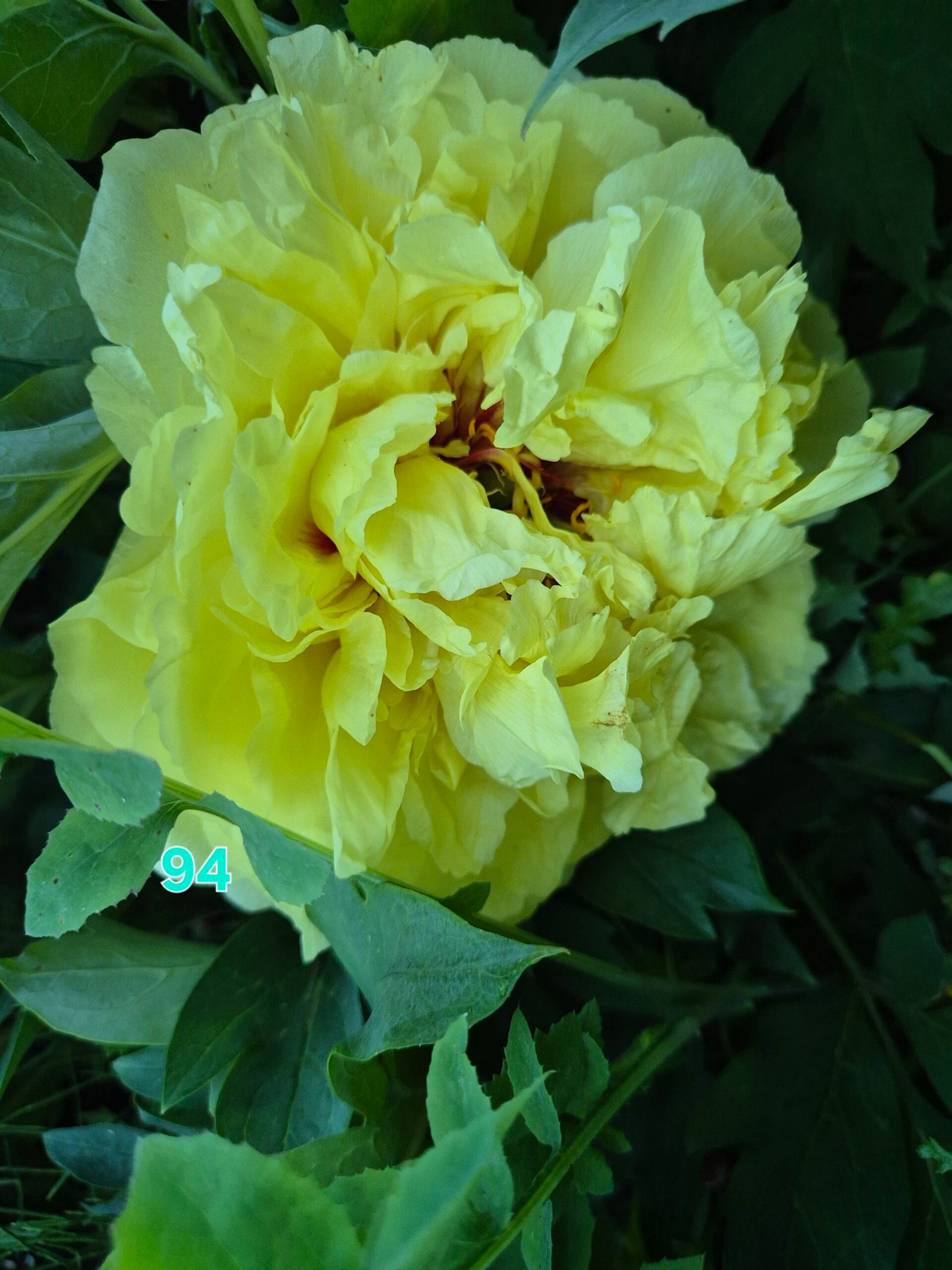 Bijūnas Nr 94 Yellow Crown - Image 2