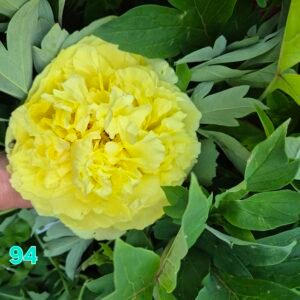 Bijūnas Nr 94 Yellow Crown