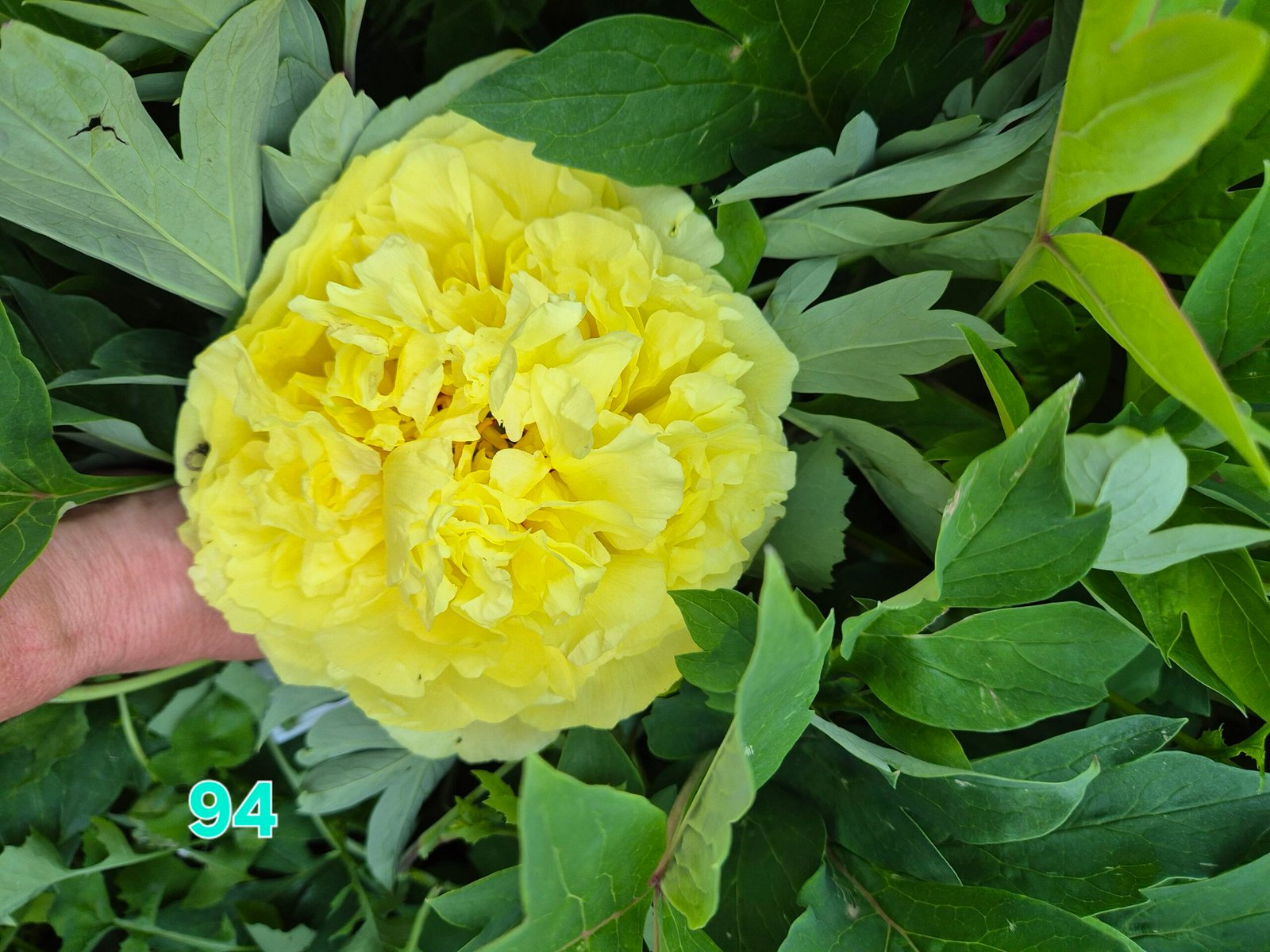 Bijūnas Nr 94 Yellow Crown