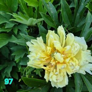 Bijūnas Nr 97 Lemon Dream