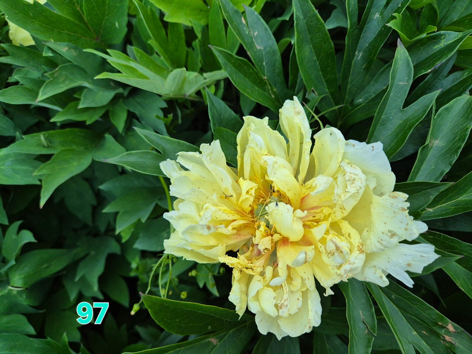Bijūnas Nr 97 Lemon Dream