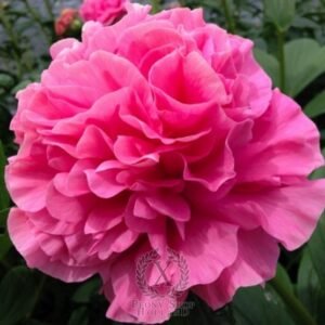 Bijūnas Carnation Bouquet