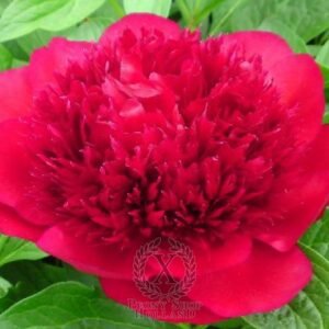 Bijūnas Red Charm