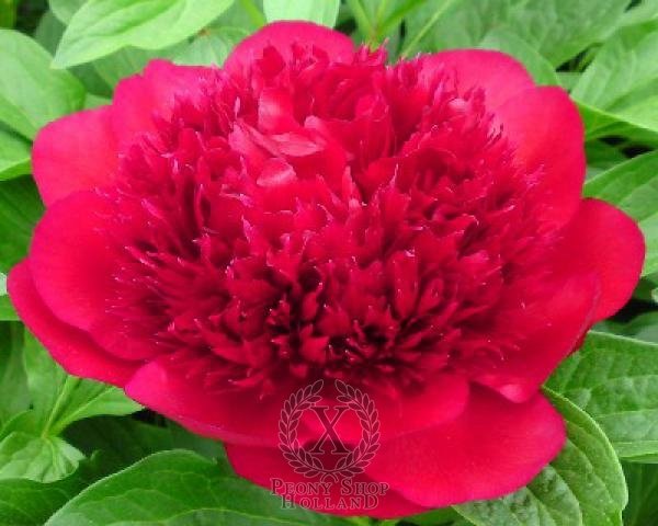 Bijūnas Red Charm