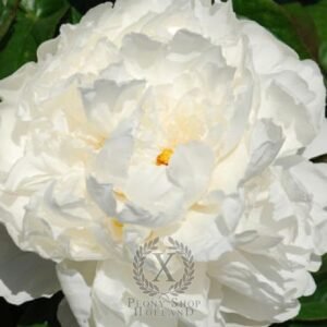 Bijūnas White Lullaby